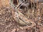 Cephalopentandra ecirrhosa Isiolo severne Kenya 2012_PV1352.jpg
